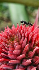 Ant on a Pineapple