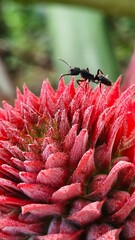 Ant on a Pineapple