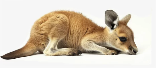 Foto op Plexiglas A kangaroo with a light brown body, white underbelly, and black feet is laying down on a plain white background. © TheWaterMeloonProjec