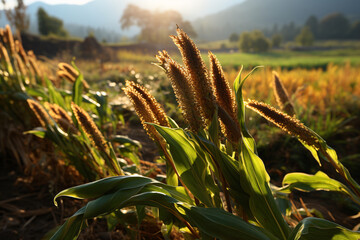 Plantain Plants In an open field with sunlight