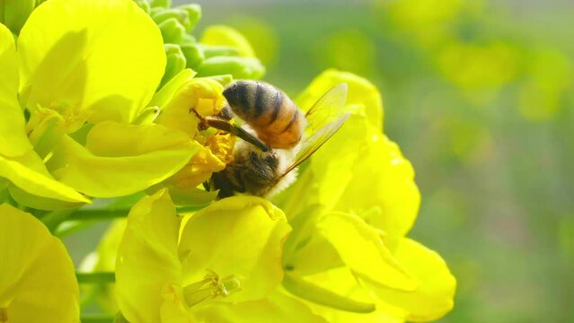 Slow motion of honeybee busy in rape seed flower in spring field