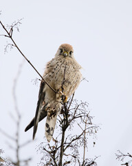 Falcon on a branch