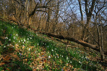 Snowdrops in morning spring forest - 747852138