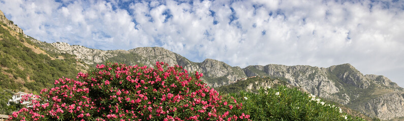 Obraz premium Web banner 4x1. an oleander bush strewn with pink flowers on a mountain slope