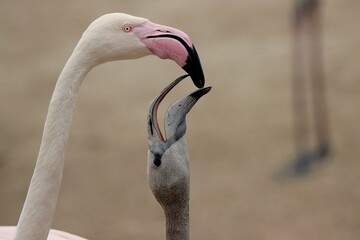 Naklejka premium The flamingo feeds its young with care, delicately placing morsels into their waiting mouths