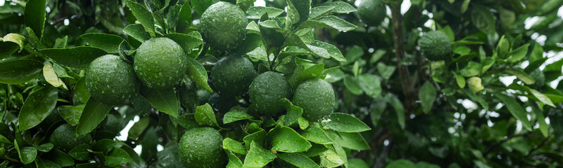 Web banner 4x1. Immature tangerines on a branch in drops of water Close-up