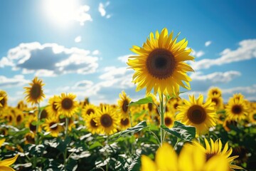 Obraz premium A stunning field of sunflowers stretches across the landscape, vibrant and colorful, under a clear blue sky, Sunflower field under the dazzling summer sun, AI Generated