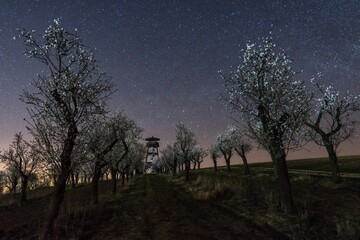Fototapeta na wymiar Magical night in blooming almond orchard in Hustopece, Czech republic, with all the stars on the night sky