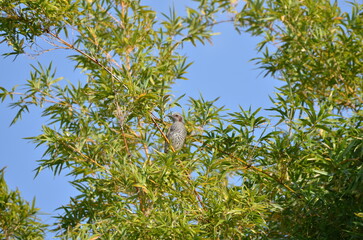 公園で見つけた野鳥