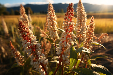 Quinoa Plants In The Open Field