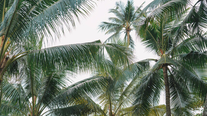 Fototapeta na wymiar Palms Backdrop