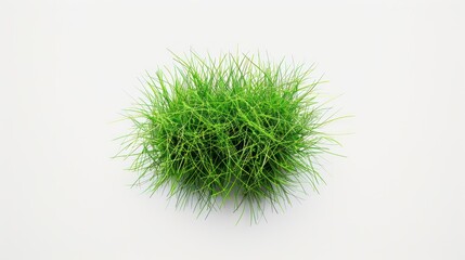 tussock of grass, isolated on white background