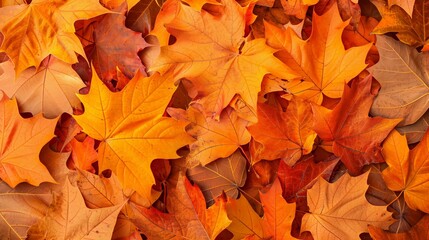 Naklejka na ściany i meble Autumn background with orange leaves, fall foliage photo