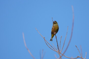 oriental green finch on a branch