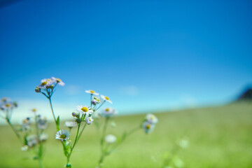 Cascading across a hillside beneath a clear blue sky, wild daisies, known as Bellis perennis, bloom gracefully
