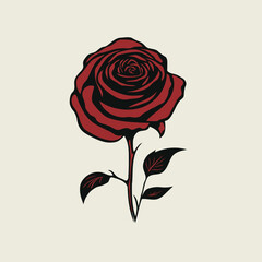 red rose on white