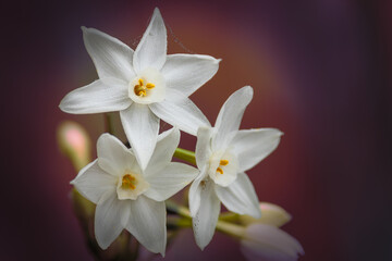 Narcissus