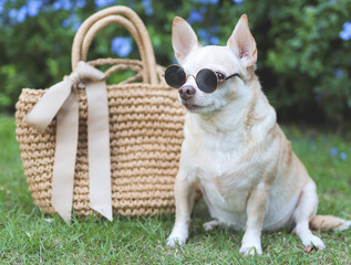 brown chihuahua dog wearing sunglasses  sitting  with straw bag on  green grass in the garden,...