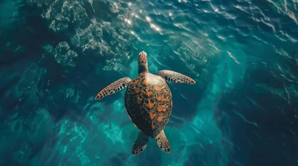 Fensteraufkleber Graceful sea turtle swimming in clear ocean water under sunlight © Fat Bee