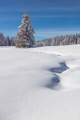 forêt de sapins sous la neige en hiver