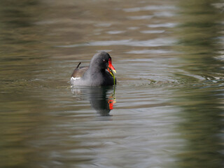 Teichhuhn (Gallinula chloropus)