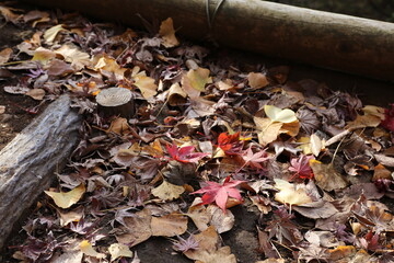 紅葉の森。世田谷旧小坂邸。