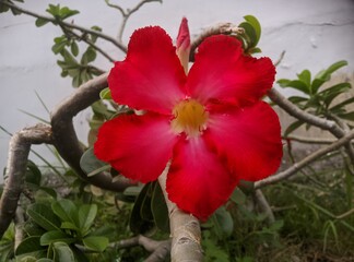 red and white flower