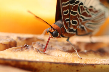 Erdbeerbaumfalter - Two-tailed pasha
