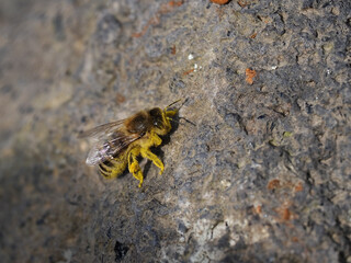 Honigbiene mit Pollen