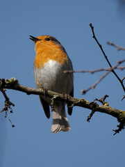 Rotkehlchen (Erithacus rubecula)