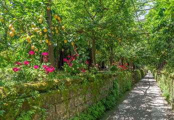 Stroll through the verdant lemon groves of Sorrento, where fragrant citrus scents and vibrant...