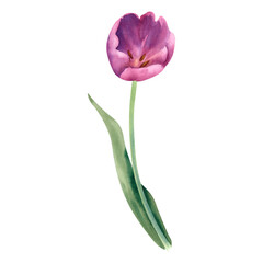 Watercolor tulip flower on a white background of pink color hand-painted. A spring illustration of a delicate bud. Template for designers, printing postcards and invitations.