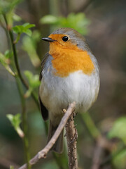 Rotkehlchen (Erithacus rubecula)