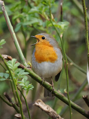 Rotkehlchen (Erithacus rubecula)