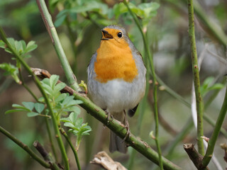 Rotkehlchen (Erithacus rubecula)