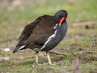 Teichhuhn (Gallinula chloropus)