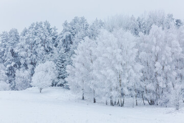 Fototapeta premium a large field with lots of snow on it and some trees that have fallen down