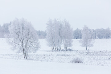 a couple of trees are in a snow filled field by some snow
