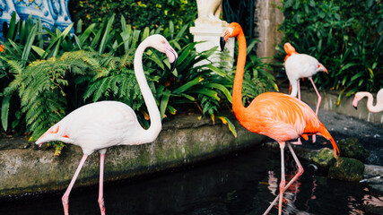 Flamingo at Monte Palace Madeira