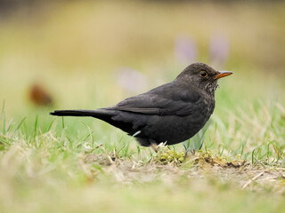 Amsel (Turdus merula)