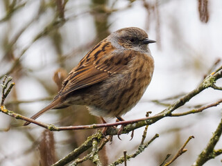 Heckenbraunelle (Prunella modularis)