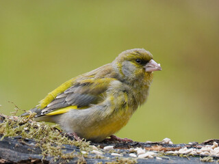 Grünfink (Chloris chloris)