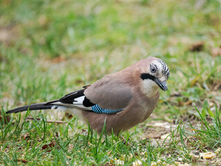 Eichelh&auml;her (Garrulus glandarius)