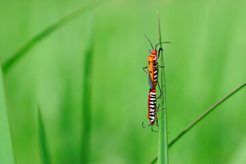 red beetle on a flower