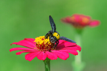 bee on flower