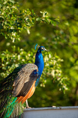 Fototapeta premium Portrait of a wild peacock in the Finnish archipelago during the summer with sun and blue sky