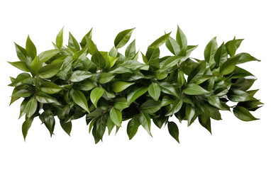 Green Plant Leaves. A detailed view of a plant featuring lush green leaves. The leaves are prominently displayed, showcasing their vibrant color and intricate veins.