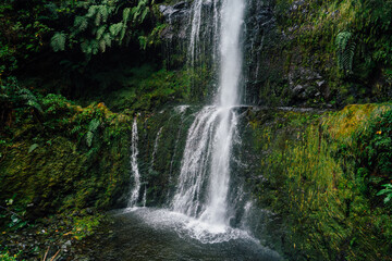 Fototapeta na wymiar Landscapes of laurel forest on the route in Madeira called Levada do Caldeirão Verde