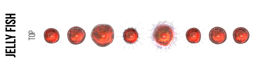 Swimming sequence of a red Jellyfish on a transparent background  - Top view