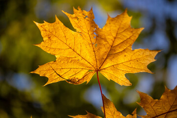 Naklejka na ściany i meble Yellow autumn leaves on trees in sunny weather.